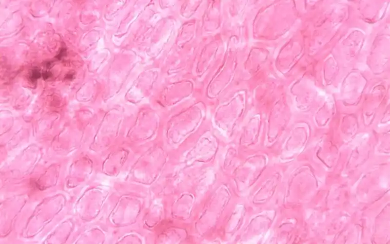 Colorful microscopic view of cell-like structures under magnification