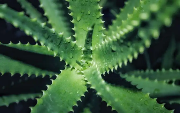 Macro close-up of an aloe vera plant with dew drops