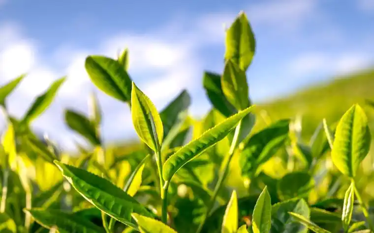 Close-up of fresh green tea leaves in bright sunlight