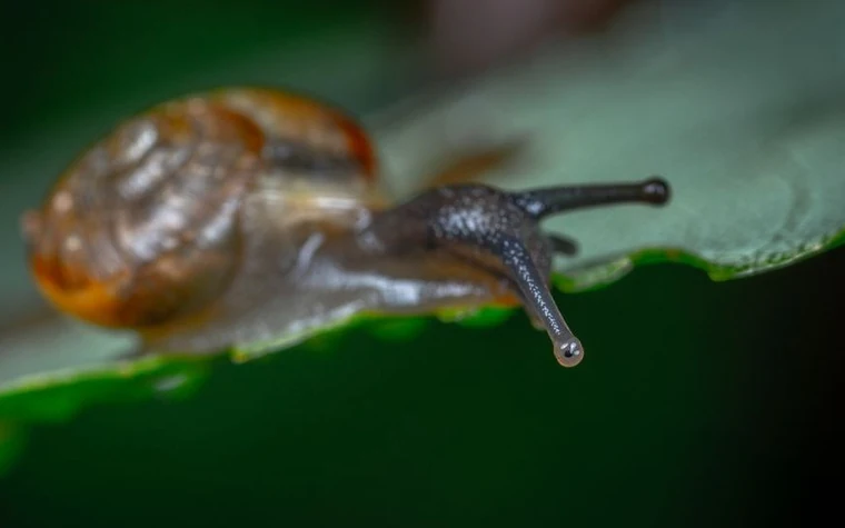 Close-up of a snail crawling on a green leaf