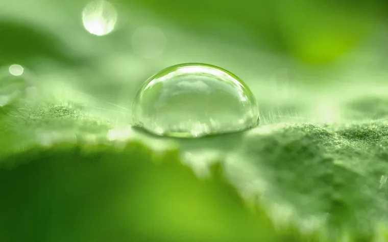 Close-up of a clear water droplet resting on a vibrant green leaf
