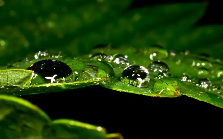 Water droplets resting on a dark green leaf
