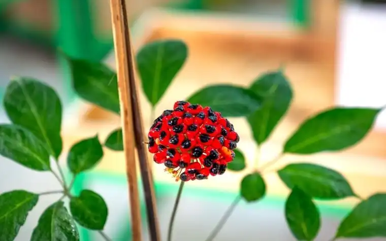 Ginseng plant with a cluster of red and black berries among green leaves