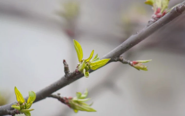 Close-up of a tree branch with small green buds opening in spring
