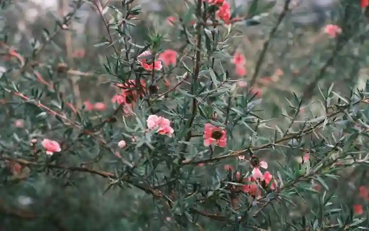 Pink flowering branches of a Leptospermum shrub, a relative of the tea tree, with small green needle-like leaves