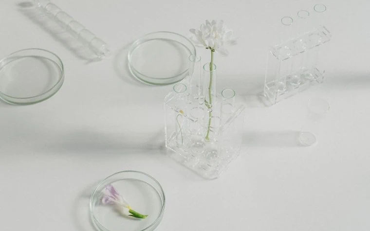 Empty glass petri dishes and test tubes with a small white flower on a pale laboratory surface