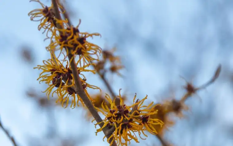 Branch with spidery yellow-orange witch hazel flowers against a pale blue sky