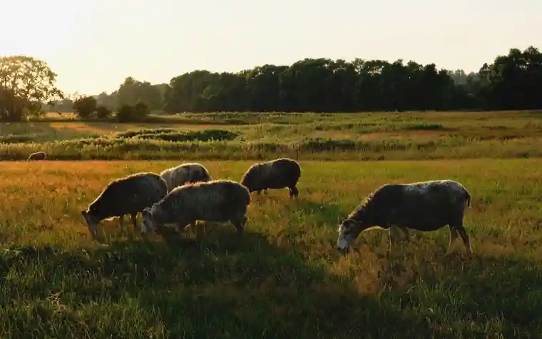Sheep grazing in a sunlit pasture at golden hour