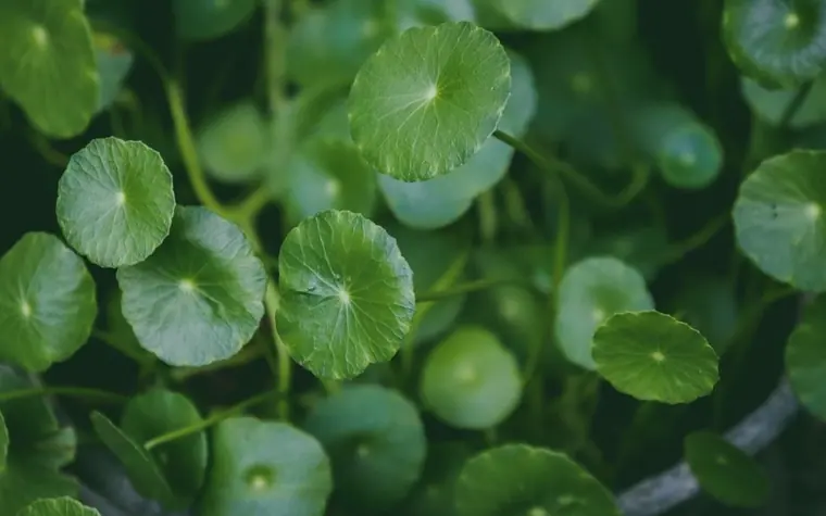Close-up of round green Centella asiatica leaves growing in a garden