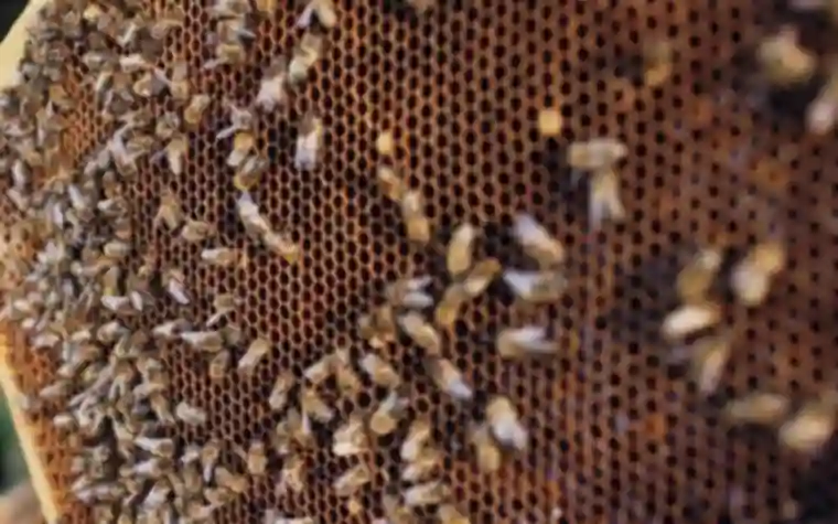 Close-up of honeybees covering a honeycomb frame in a beehive