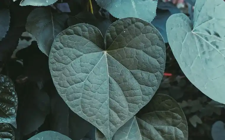 Large heart-shaped green leaves on a plant