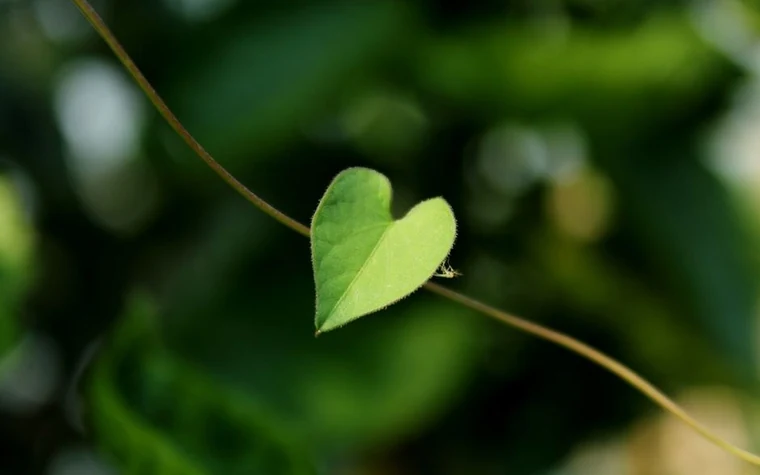 A single heart-shaped green leaf on a thin vine against a blurred green background