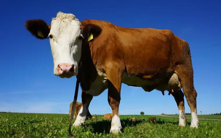 Brown and white cattle grazing on a green pasture