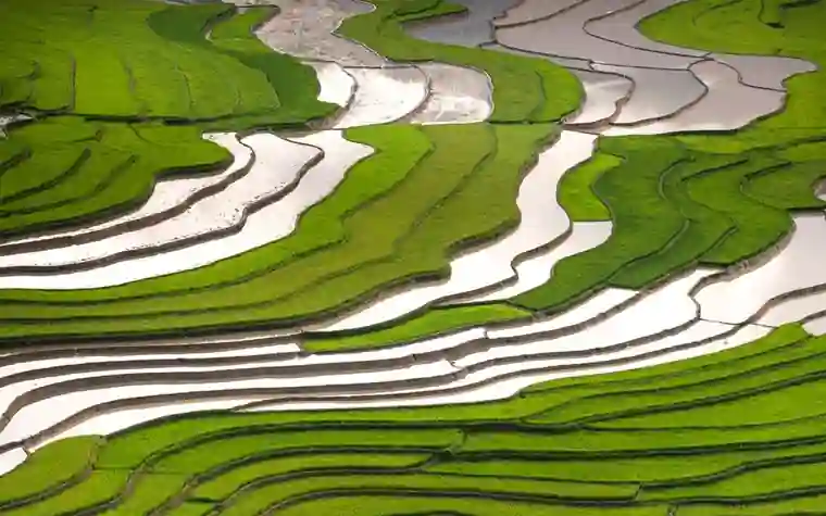 Aerial view of green terraced rice fields with winding silver water channels