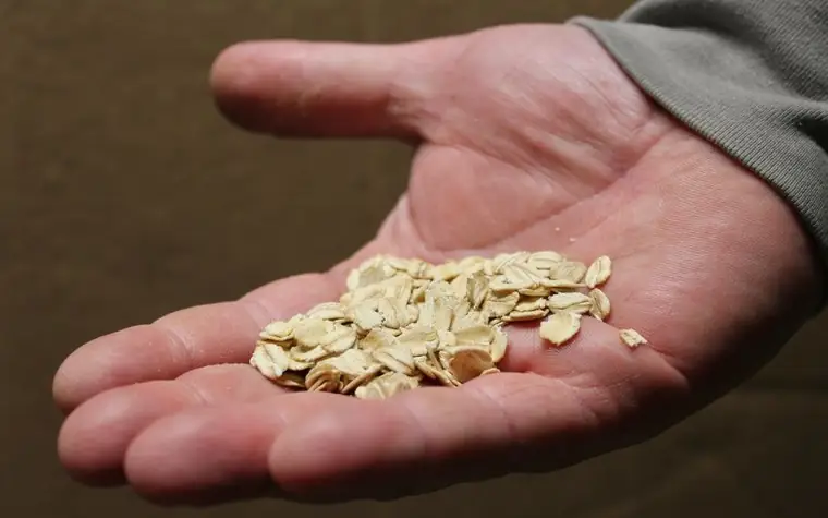 Open hand holding a small pile of dry rolled oats against a dark sleeve
